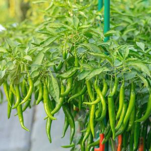 Read more about the article Role of Resistant Chilli Varieties in Mitigating Phytophthora Root Rot and Chilli Leaf Curl Virus