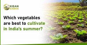 Read more about the article Which Vegetables are Best to Cultivate in India’s Summer?
