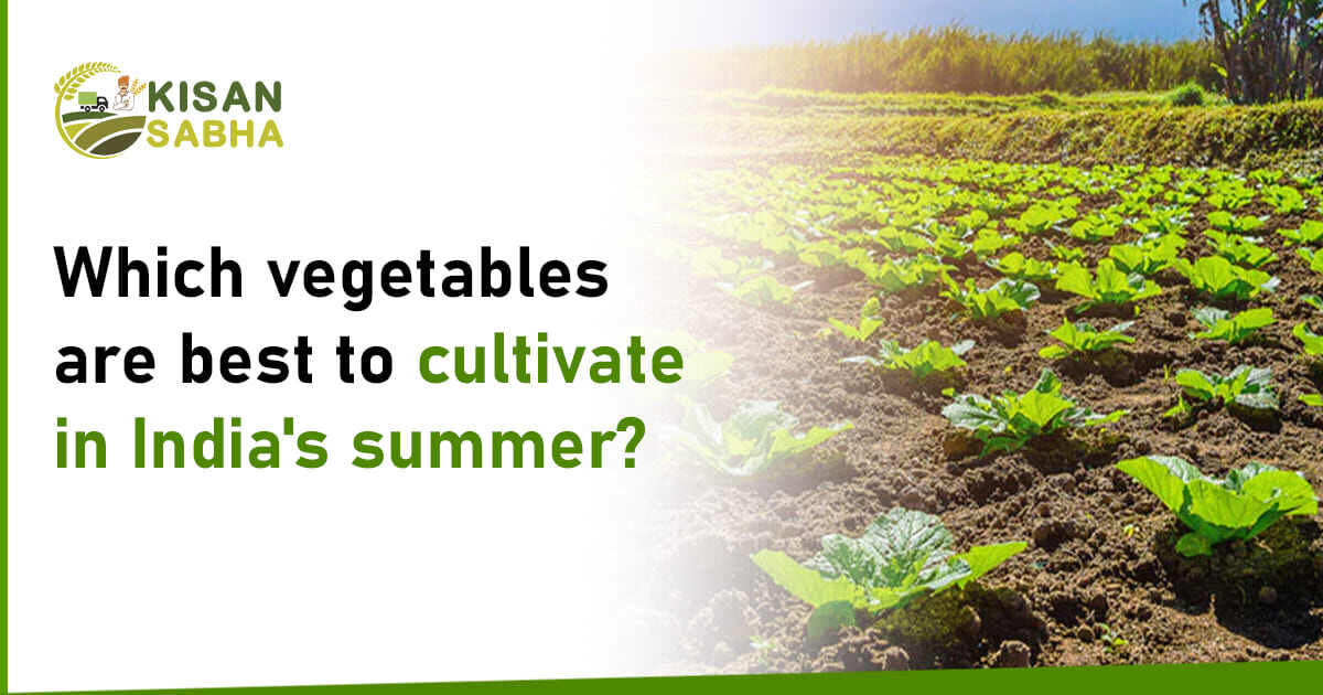 vegetables cultivate India summer