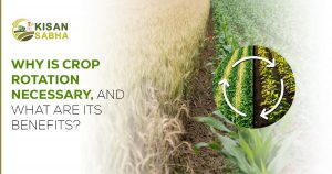 Read more about the article Why is Crop Rotation Necessary, and What Are Its Benefits?