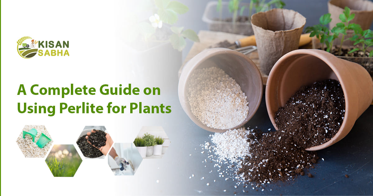 Read more about the article A Complete Guide on Using Perlite for Plants