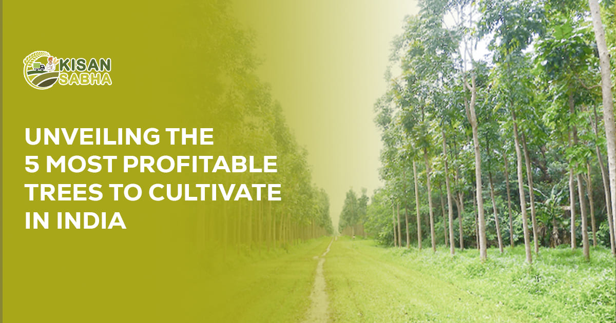Read more about the article Unveiling the 5 Most Profitable Trees to Cultivate in India