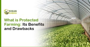 Read more about the article What is Protected Farming: Its Benefits and Drawbacks