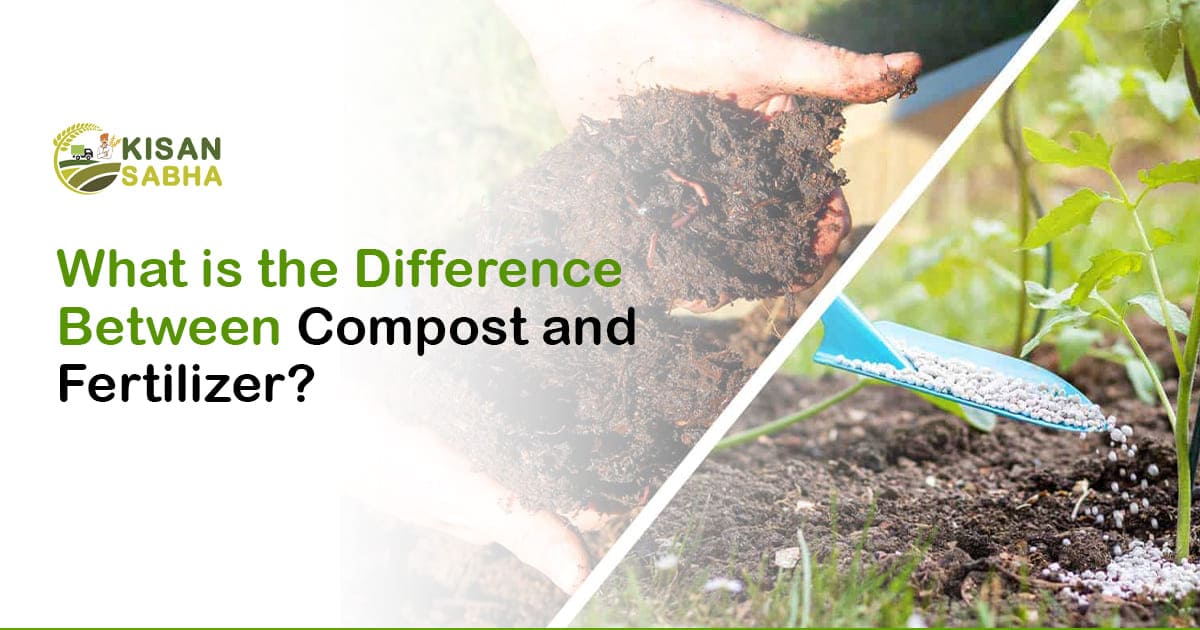 Read more about the article What is the Difference Between Compost and Fertilizer?