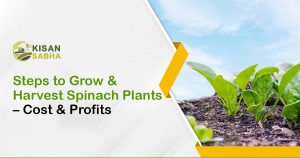 Read more about the article Steps to Grow & Harvest Spinach Plants – Cost & Profits