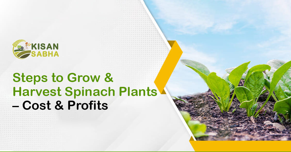 Read more about the article Steps to Grow & Harvest Spinach Plants – Cost & Profits
