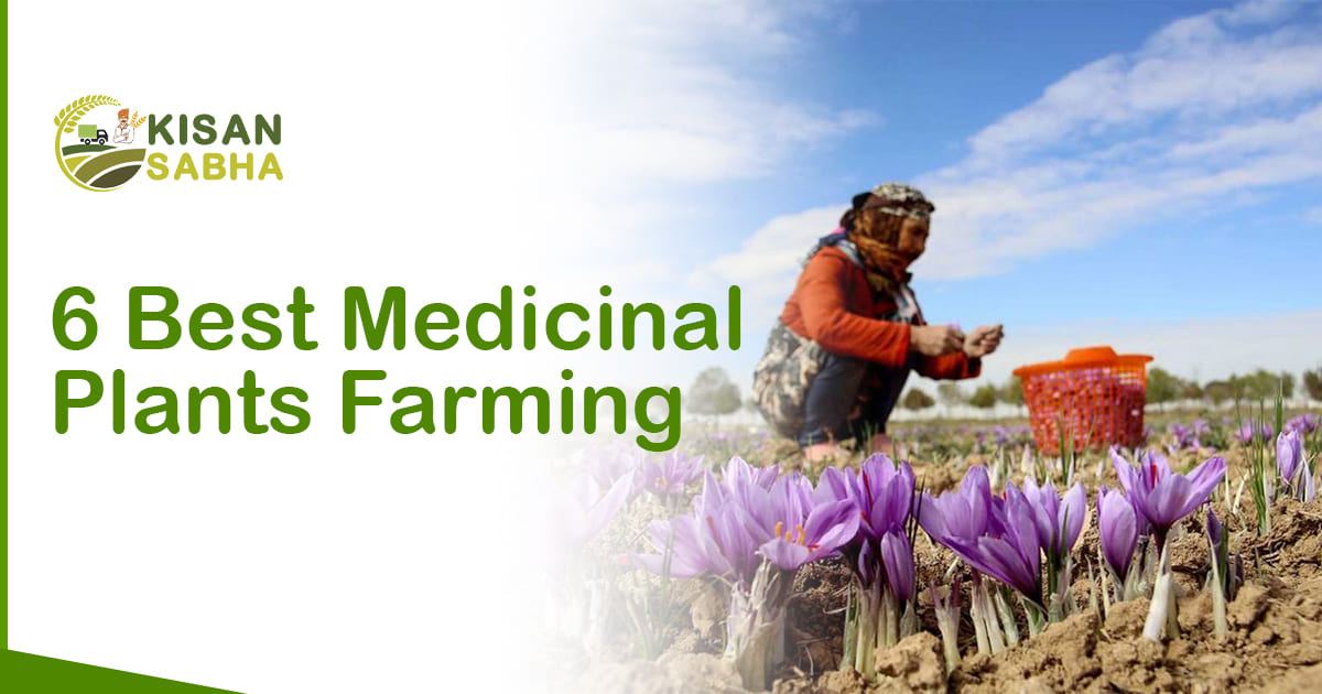 Medicinal Plants Farming