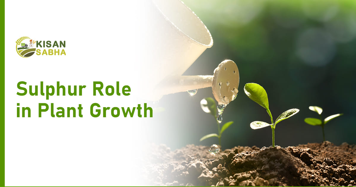 Read more about the article Sulphur Role in Plant Growth