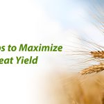 Top 7 Tips to Maximize Your Wheat Yield