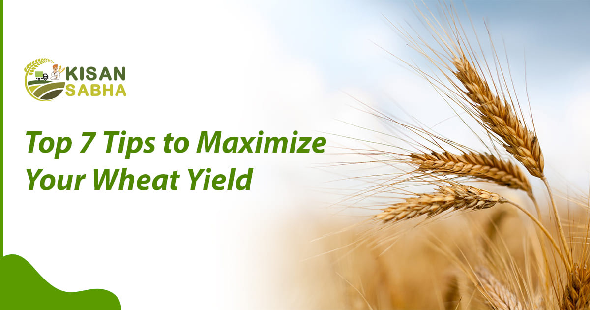 Read more about the article Top 7 Tips to Maximize Your Wheat Yield