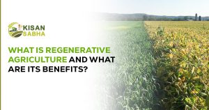 Read more about the article What is Regenerative Agriculture and What Are Its Benefits?