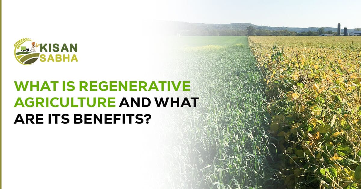 Read more about the article What is Regenerative Agriculture and What Are Its Benefits?