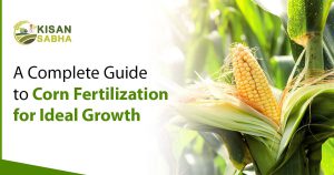 Read more about the article A Complete Guide to Corn Fertilization for Ideal Growth