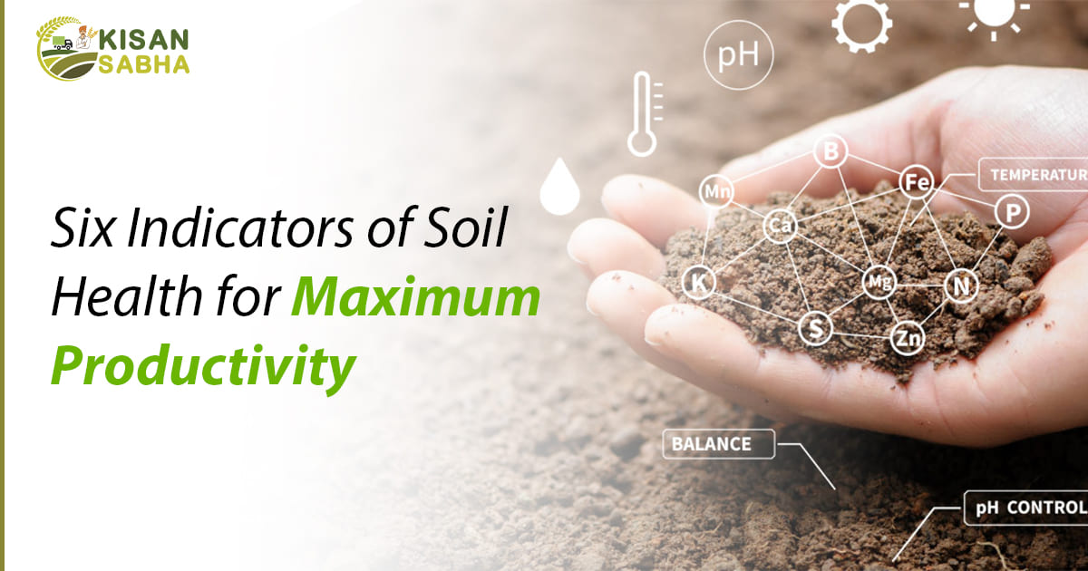 Read more about the article Six Indicators of Soil Health for Maximum Productivity