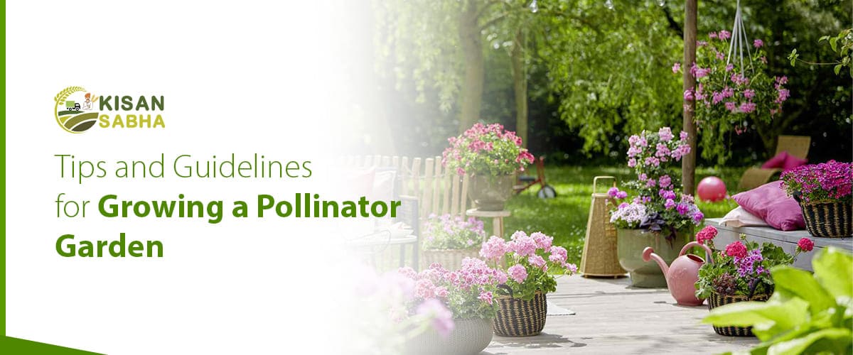 Pollinator Garden