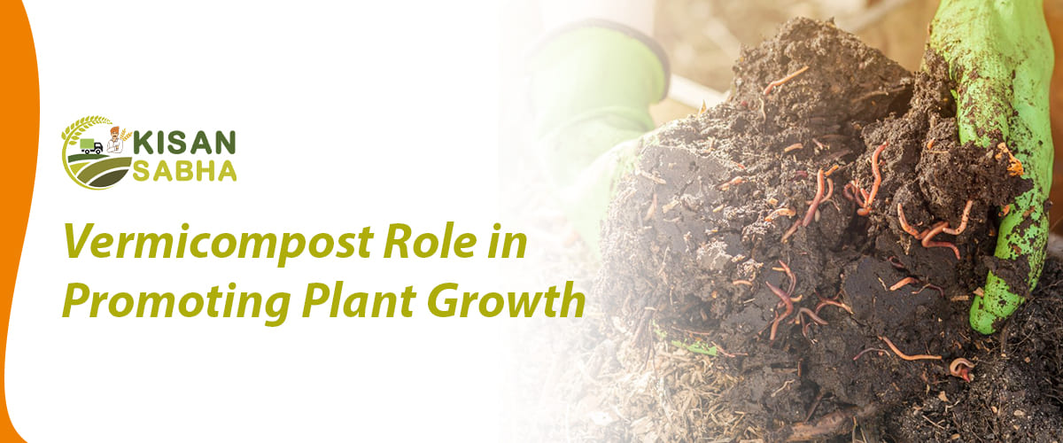 Read more about the article Vermicompost Role in Promoting Plant Growth