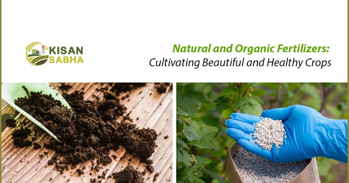 Read more about the article Natural and Organic Fertilizers: Cultivating Beautiful and Healthy Crops