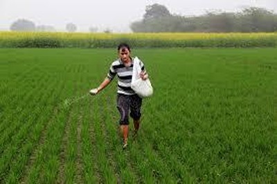 Farmers Apply Fertilizers