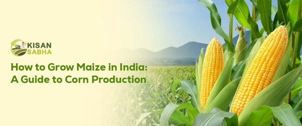 How to Grow Maize in India: A Guide to Corn Production – KisanSabha Blog