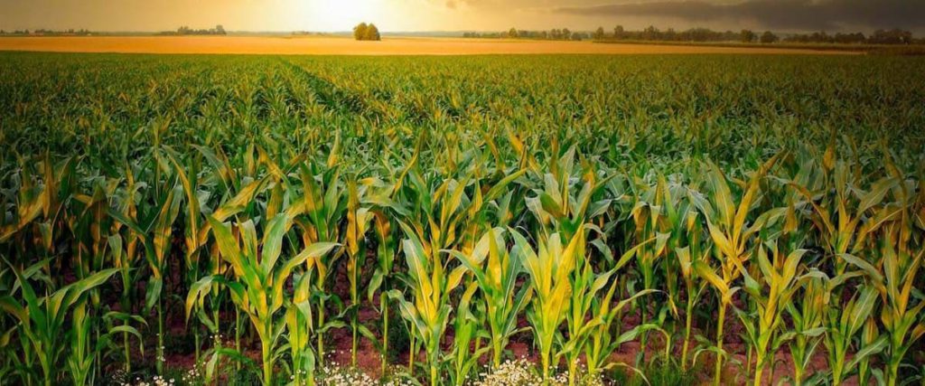 maize farming