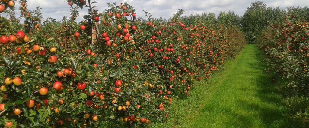 Cultivation of Fruit Crops