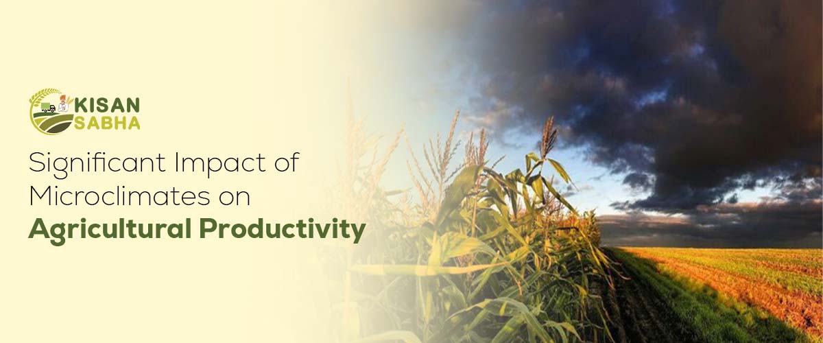 Read more about the article Significant Impact of Microclimates on Agricultural Productivity