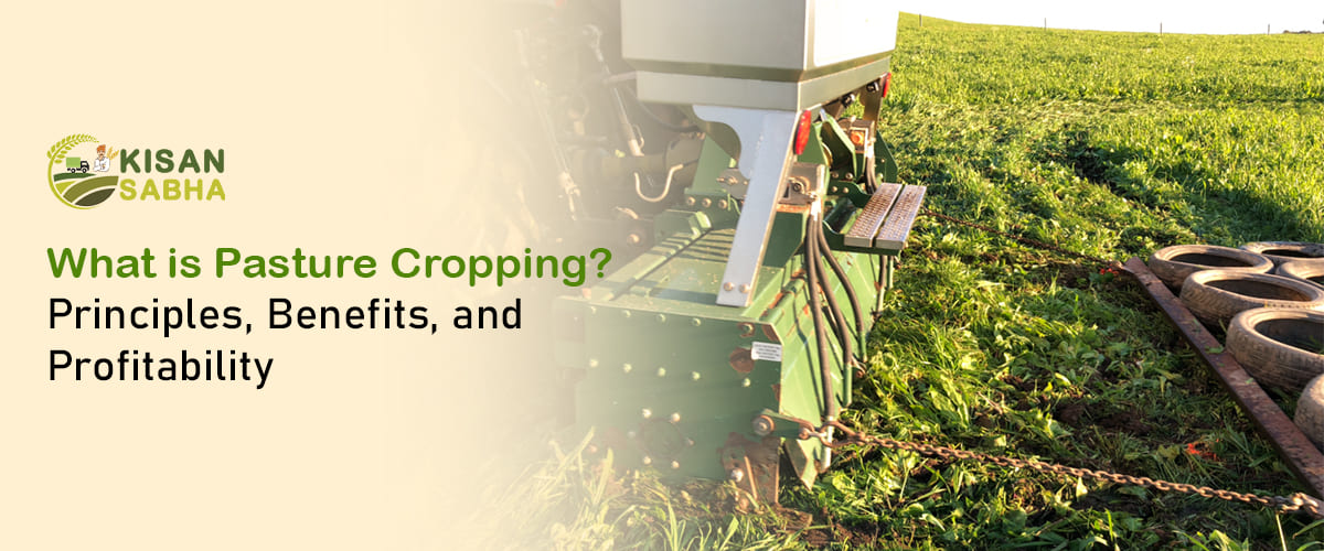 Read more about the article What is Pasture Cropping? Principles, Benefits, and Profitability