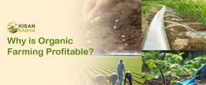 Read more about the article Why is Organic Farming Profitable?