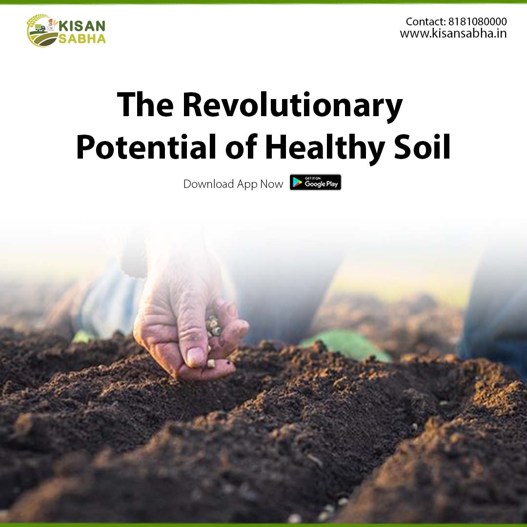 Read more about the article The Revolutionary Potential of Healthy Soil