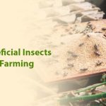 Increasing Beneficial Insects for Sustainable Farming