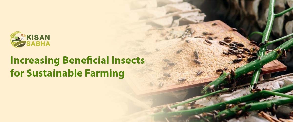 Read more about the article Increasing Beneficial Insects for Sustainable Farming