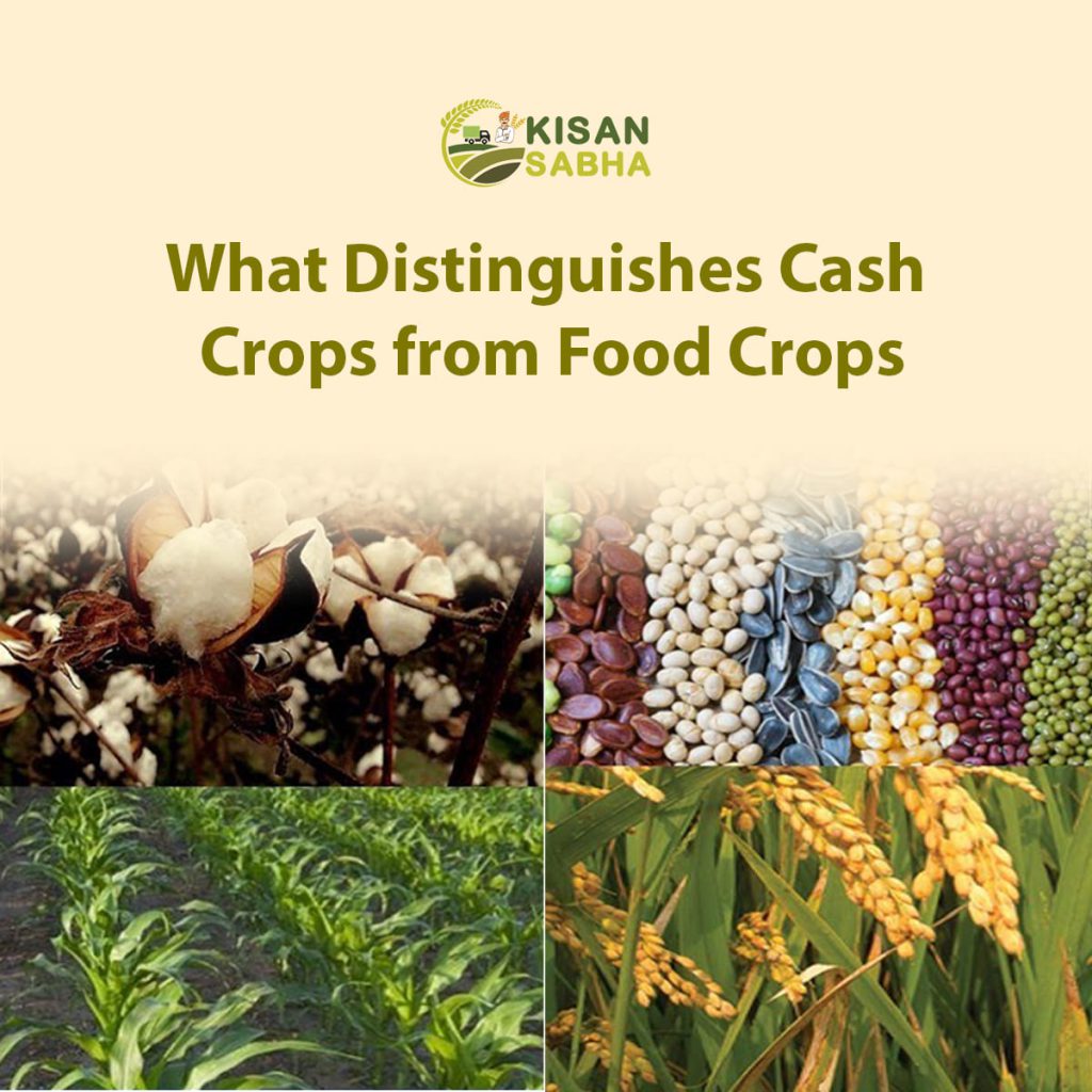 What Distinguishes Cash Crops from Food Crops