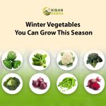 Winter Vegetables You Can Grow This Season