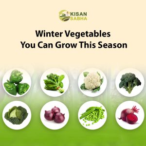 Read more about the article Winter Vegetables You Can Grow This Season