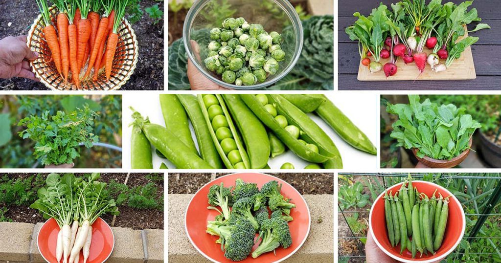 Vegetables for Winter Growing