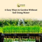 6 Easy Ways to Garden Without Soil Using Water