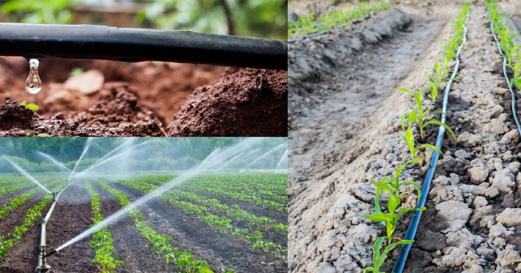 Steps to Implement Drip Irrigation