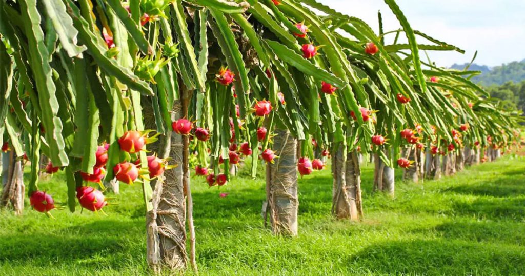 India's Amazing Farming