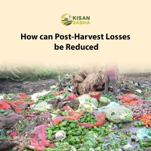 Read more about the article How can Post-Harvest Losses be Reduced?