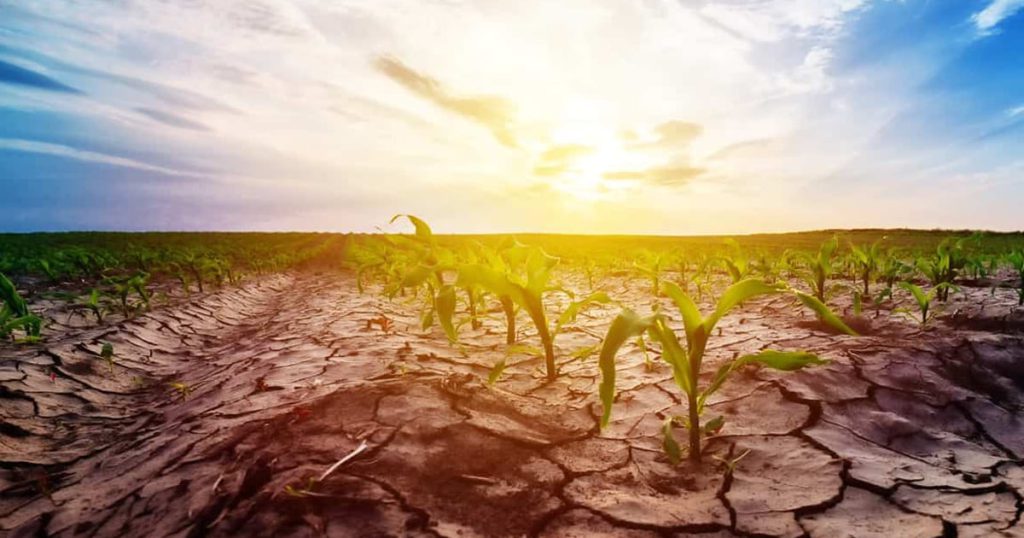 Conservation Agriculture