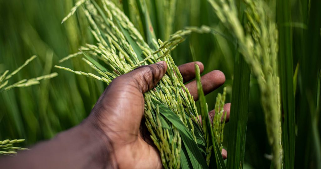 Birth of Rice Transplanters