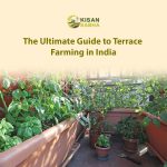 The Ultimate Guide to Terrace Farming in India