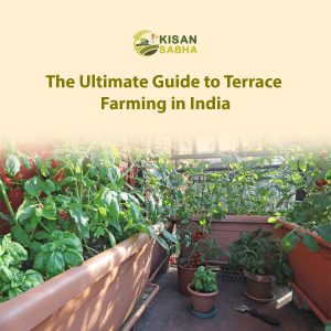 Read more about the article The Ultimate Guide to Terrace Farming in India