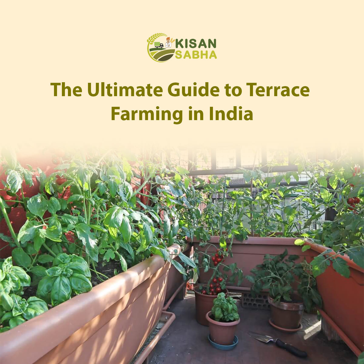 Terrace Farming in India