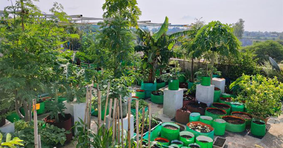 The Ultimate Guide to Terrace Farming in India