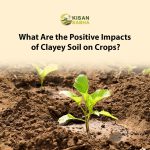 What Are the Positive Impacts of Clayey Soil on Crops?