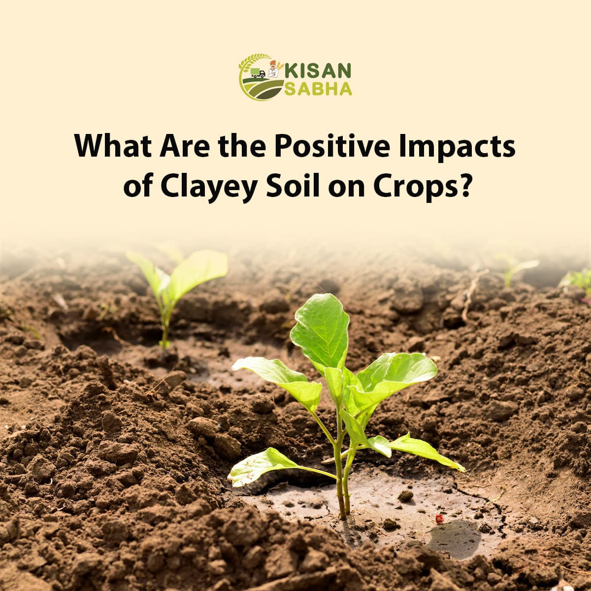 Read more about the article What Are the Positive Impacts of Clayey Soil on Crops?