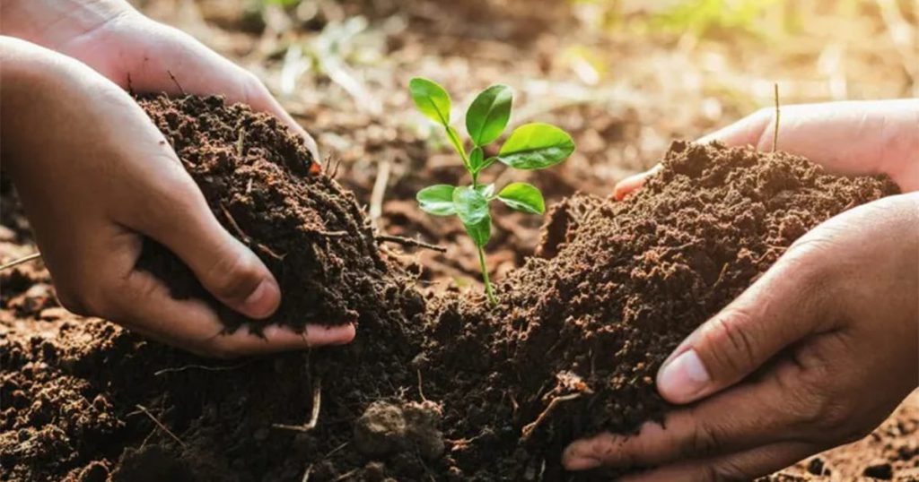 Clayey Soil on Crops