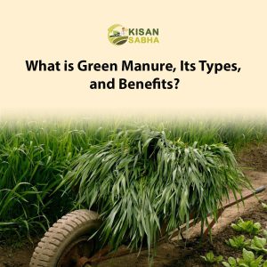 Read more about the article What is Green Manure, Its Types, and Benefits?