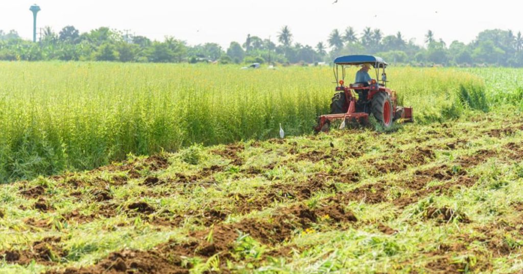 Green Manure and Why Farmers Need It